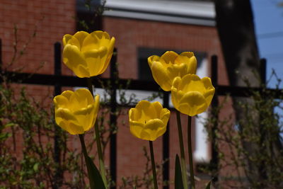 Close-up of yellow flowering plant