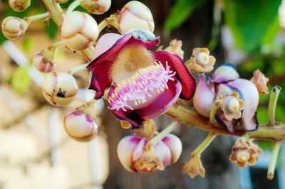 Close-up of pink flowering plant