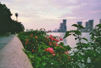 Flowering plants by sea against sky