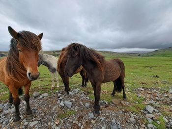 horse
