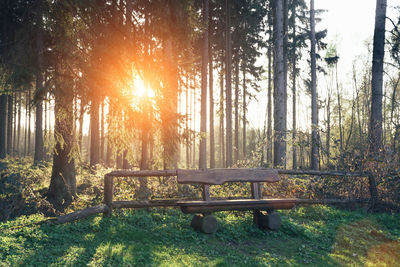 Bench by trees in forest against bright sun