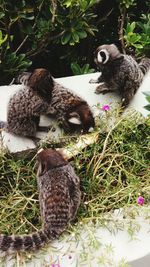 Cat sitting in a plant