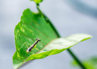 Close-up of insect on leaf