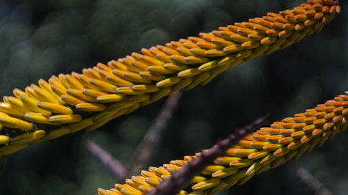 Close-up of yellow flower