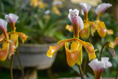 Close-up of yellow flowering plant in park