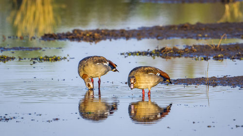 Birds in lake