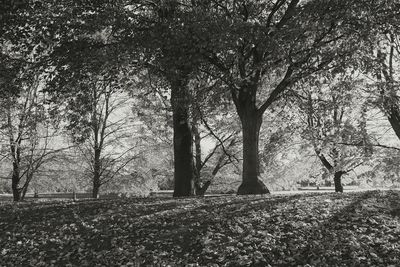 Trees in park