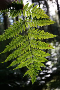 plant
