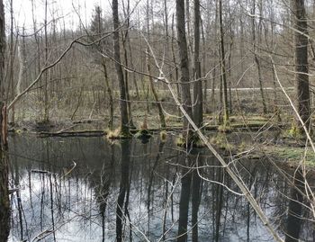 Reflection of trees in lake