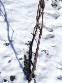 High angle view of snow covered trees on field