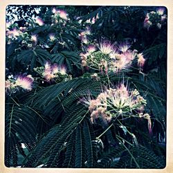 Close-up of flowers