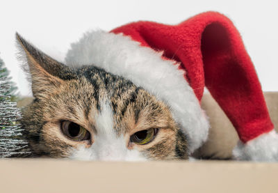 Close-up portrait of cat