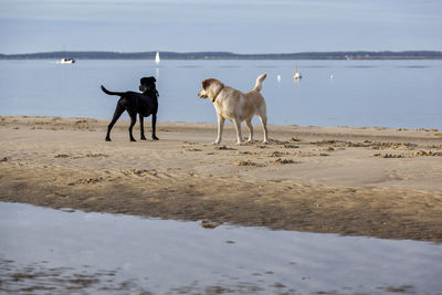 Low angle view of dogs at beach looking away