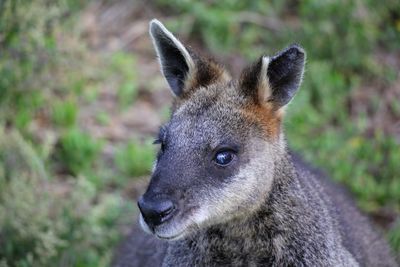 Close-up portrait of lion
