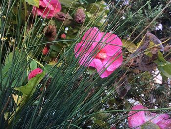 Close-up of pink flowers on plant