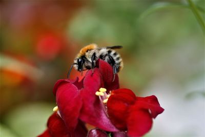 Close-up of bee pollinating on red flower