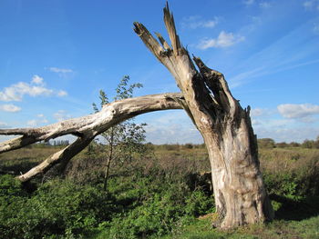 Tree trunk in desert against sky