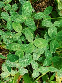 Full frame shot of wet plant