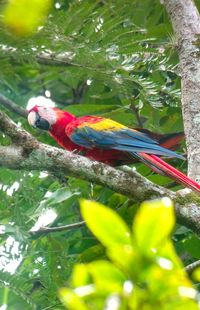 Low angle view of parrot perching on tree