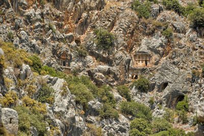 Plants growing on rocks by building