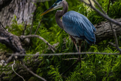 Bird perching on a branch