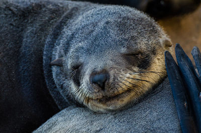 Close-up portrait of sleeping brown fur seal, cape cross seal reserve, namibia