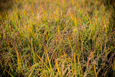 Close-up of wheat field