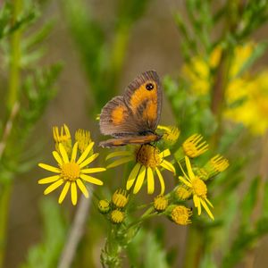 Close-up of butterfly pollinating on yellow flower