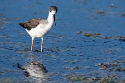 Close-up of bird on beach