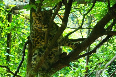 Low angle view of lizard on tree in forest