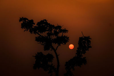 Low angle view of silhouette tree against orange sky