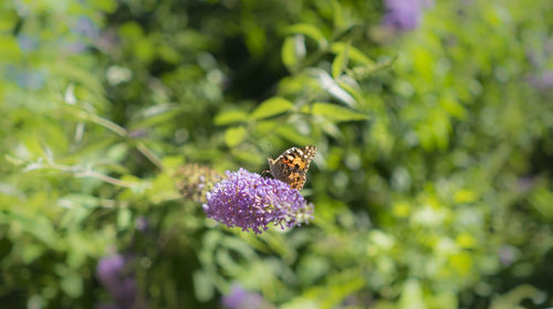 Butterfly on purple flower