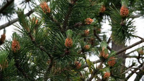 Low angle view of pine tree