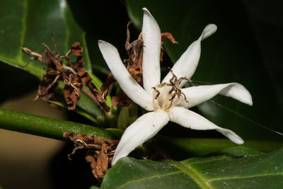 Close-up of grasshopper on plant