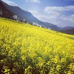 Scenic view of field against sky