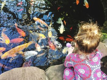 Rear view of girl looking at koi carps swimming in pond