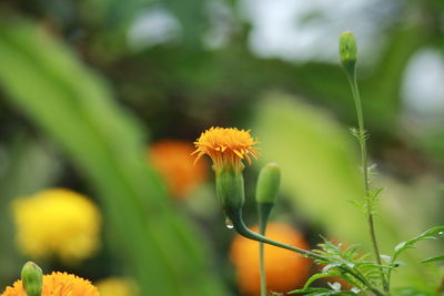 Close-up of yellow flowering plant