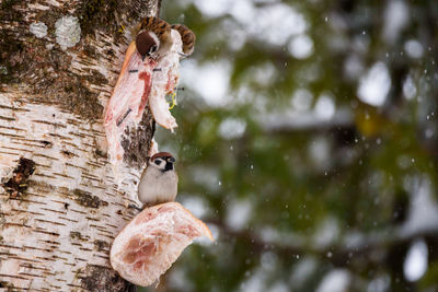 Bird perching on a tree