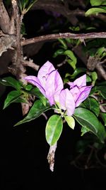 Close-up of purple flowering plant