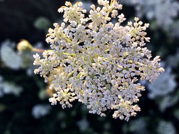 Close-up of cherry blossoms