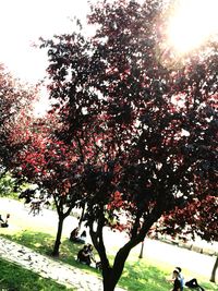 Close-up of tree in sunlight