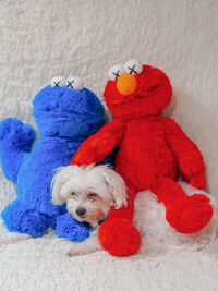 Close-up of dog with toy