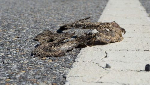 Close-up of lizard on road