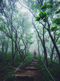 Rear view of man walking in forest