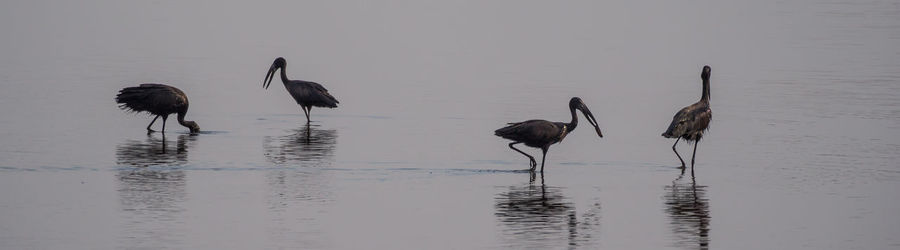 Birds in lake