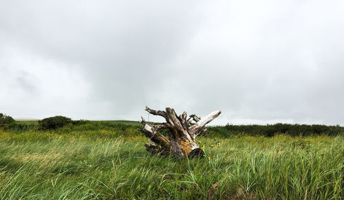 Plant on field against sky