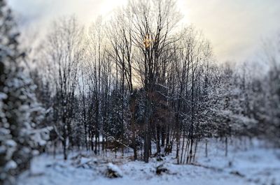 Bare trees on snow covered landscape