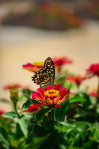 Close-up of butterfly pollinating on flower