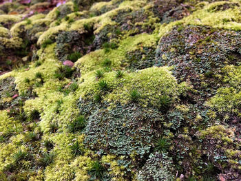 High angle view of moss growing on rocks