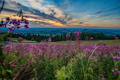 Purple flowering plants on field against sky during sunset